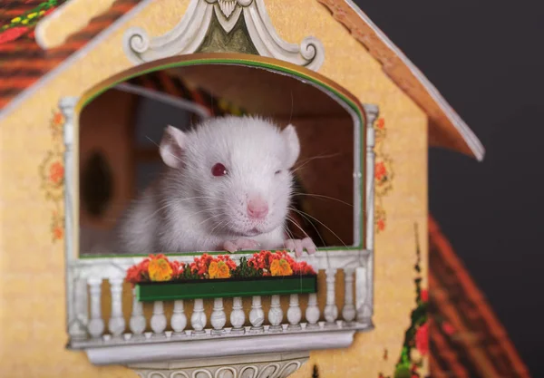 Baby Rat Toy House Close — Stock Photo, Image