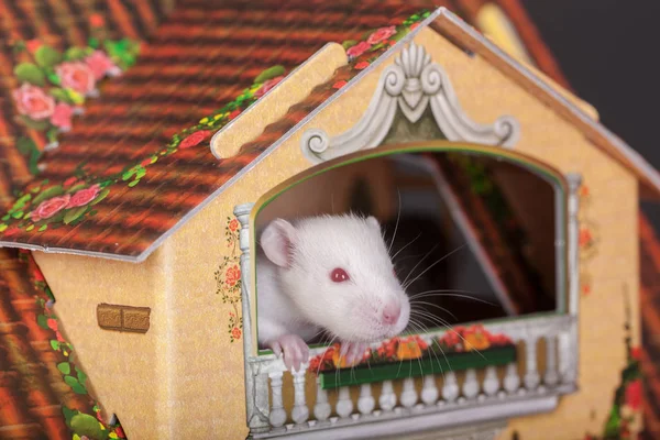 Rat Balcony Toy House — Stock Photo, Image