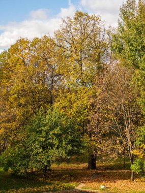 bir sonbahar park sakin güneşli manzara