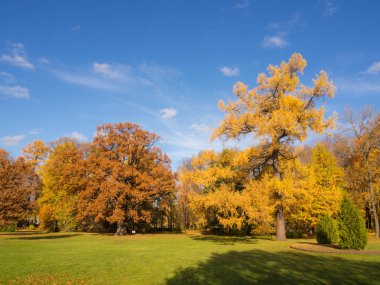 parlak güneşli bir sonbahar park peyzaj