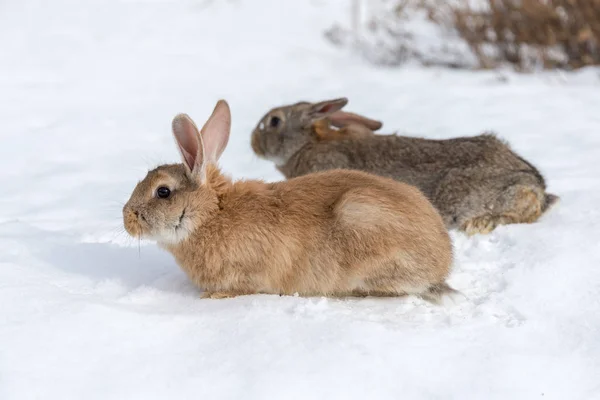 Ritratto Due Conigli Sulla Neve Bianca — Foto Stock