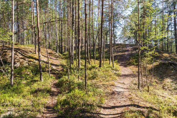 Landschap Noordelijke Bos Met Dennen Rotsen — Stockfoto