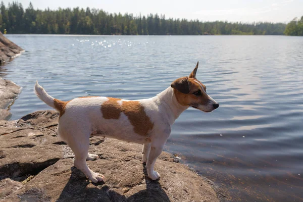 湖のほとりのジャック ラッセル テリア犬の肖像画 — ストック写真