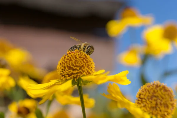 Bee Helenium Flower Close — Stock Photo, Image