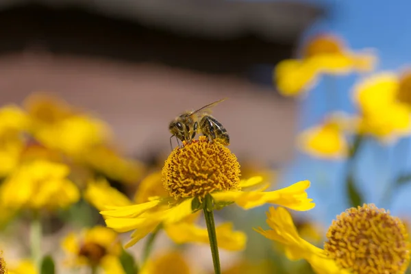 Helenium の花に蜂をクローズ アップ — ストック写真