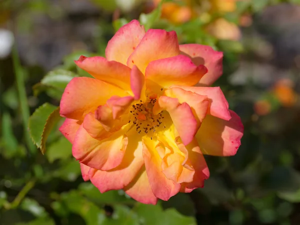 Red Yellow Rose Garden Close — Stock Photo, Image