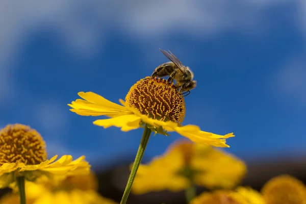 Bee Een Bloem Alant Close — Stockfoto