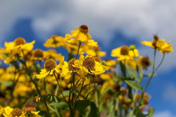 Őszi Helenium Kertben Ellen — Stock Fotó