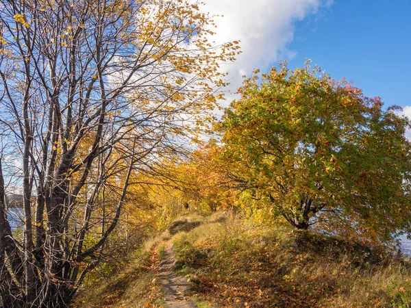 Landskap Med Väg Mellan Höstträd — Stockfoto