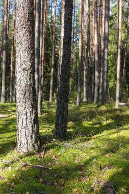 bir çam ormanının yeşil yosun ile manzara