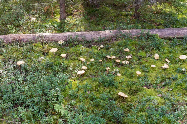 Nombreux Chapeaux Champignons Sur Mousse Dans Forêt Rozites Caperatus — Photo