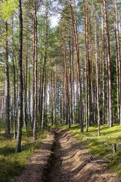 Paisaje Con Una Zanja Bosque Pinos — Foto de Stock