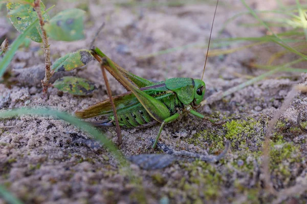 Saltamontes Verdes Arena Cerca — Foto de Stock