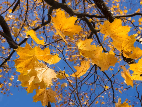 Autumn Maple Foliage Blue Sky — Stock Photo, Image