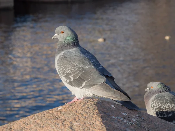 Porträtt Duva Vid Floden Förgrunden — Stockfoto