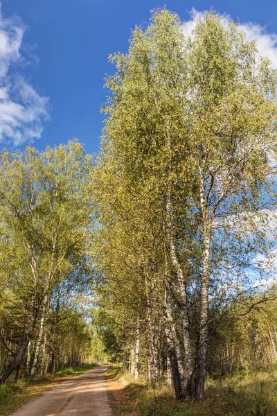 Strada Sterrata Rurale Nella Foresta All Inizio Dell Autunno — Foto Stock