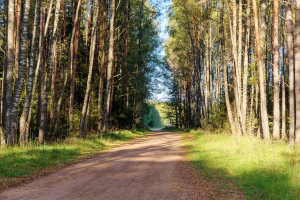 Strada Sterrata Rurale Nel Bosco Una Giornata Sole — Foto Stock