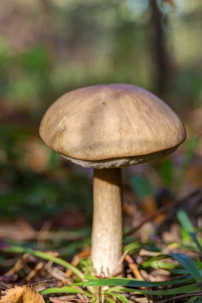 Гриб Коричневый Колпак Boletus Лесу Крупным Планом — стоковое фото