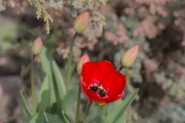 Tulipa Vermelha Jardim Primavera Closeup — Fotografia de Stock