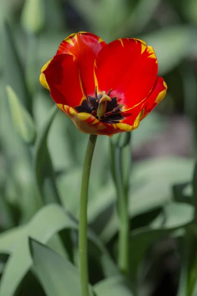 Tulipa Vermelha Jardim Primavera Closeup — Fotografia de Stock