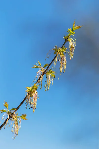 Branche Printemps Érable Contre Ciel — Photo