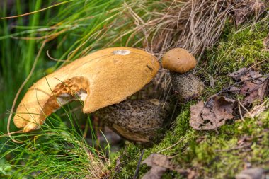 ormanda closeup turuncu-cap boletus mantarı