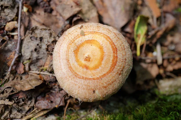 Pink Mushroom Woods Closeup Lactarius Torminosus — Stock Photo, Image