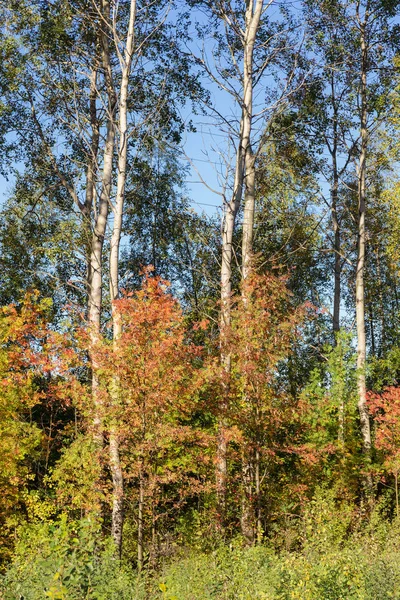 风景在秋天森林与白杨 — 图库照片