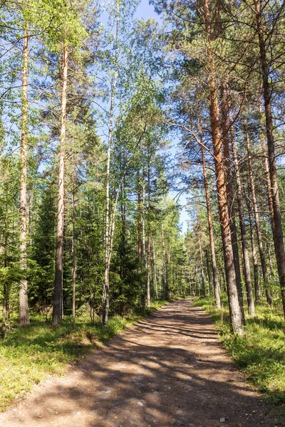 Onverharde Weg Een Dennenbos Zomer — Stockfoto