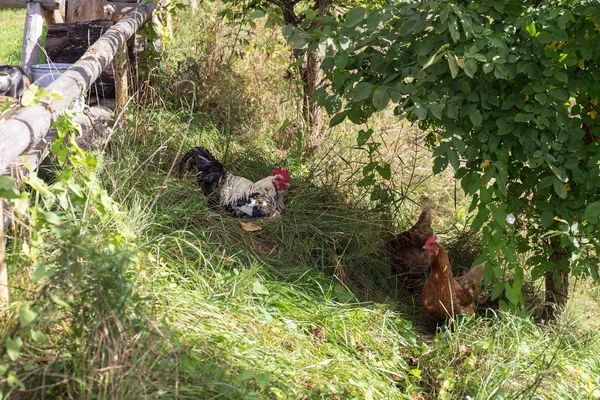 Hahn Und Huhn Grünen Gras Auf Einem Bauernhof — Stockfoto