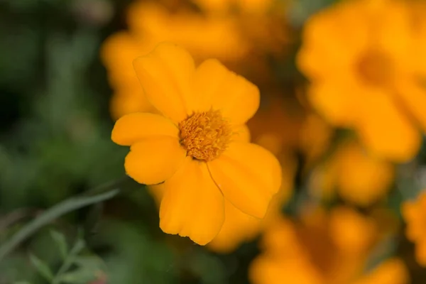 Calendula Gialla Giardino Vicino — Foto Stock