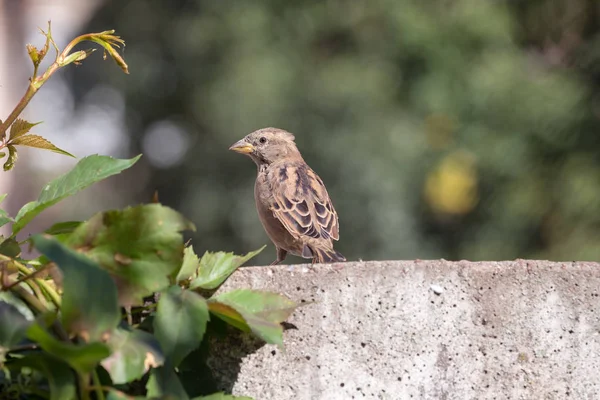 Portret Van Een Mus Zittend Betonnen Omheining — Stockfoto