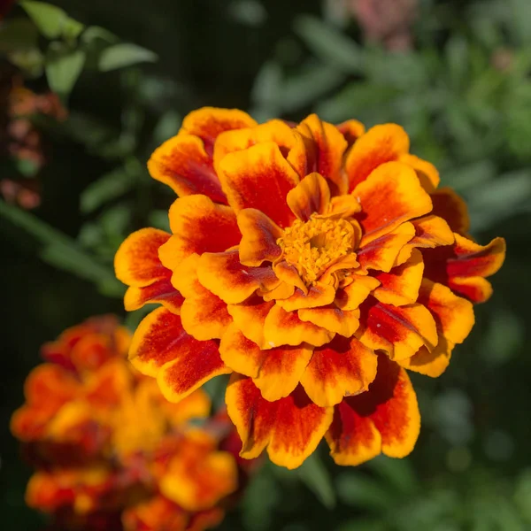 Red Yellow Marigold Garden Closeup — Stock Photo, Image