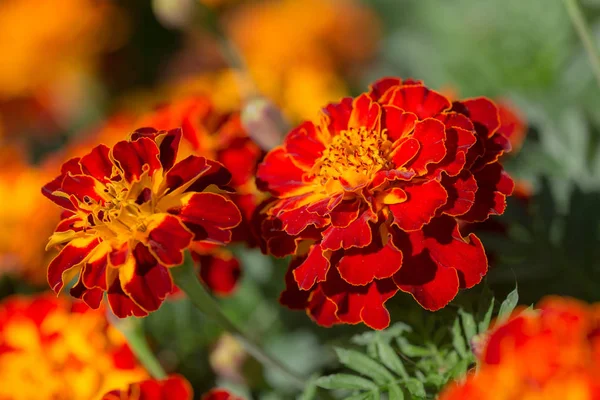 Red Yellow Marigold Garden Closeup — Stock Photo, Image