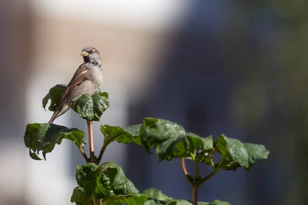 Portrait Sparrow Branch Green Leaves — Stock Photo, Image