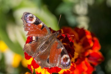 Kadife çiçeği çiçek kelebek oturur yakın çekim