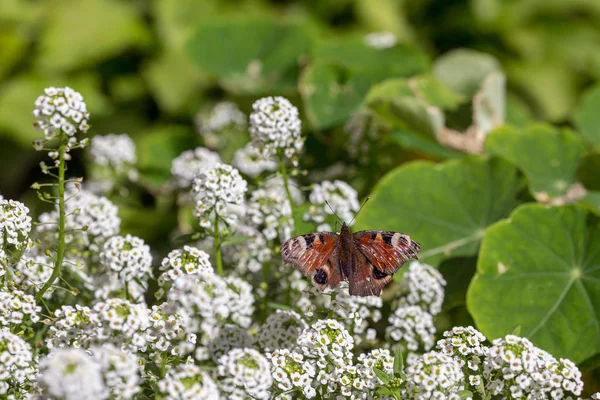 Farfalla Siede Fiori Bianchi Giardino — Foto Stock