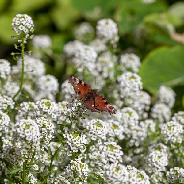 Papillon Est Assis Sur Des Fleurs Blanches Dans Jardin — Photo