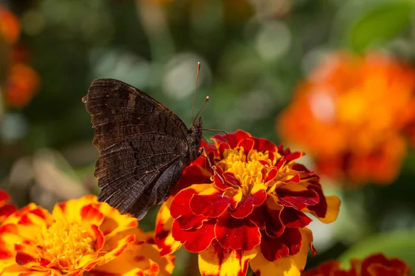 Papillon Assis Sur Une Fleur Souci Gros Plan — Photo