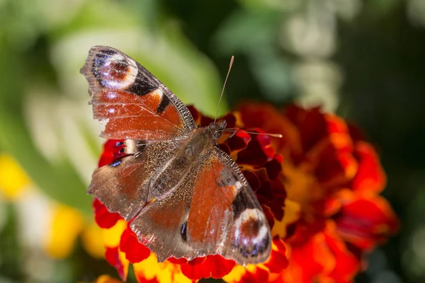 Mariposa Sienta Una Flor Caléndula Cerca —  Fotos de Stock