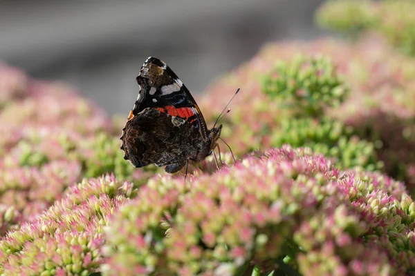 Hendek Stonecrop Çiçek Bahçesinde Oturan Kelebek — Stok fotoğraf