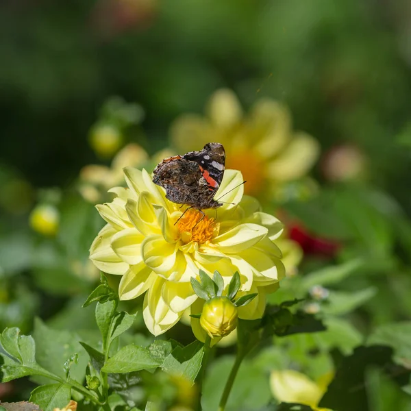 Mariposa Flor Dalia Jardín —  Fotos de Stock