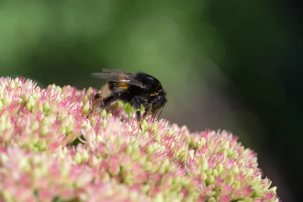 Bumblebee Sedum Flor Perto — Fotografia de Stock