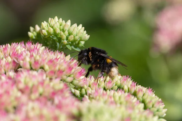 Yaban Arısı Bir Çiçek Bahçedeki Üzerinde Kapat — Stok fotoğraf