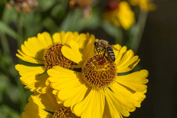 Sneezeweed 꿀벌을 닫습니다 — 스톡 사진