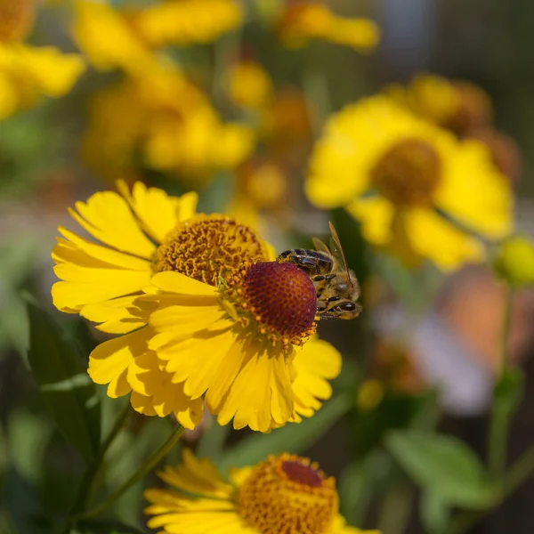 Μέλισσα Πάνω Ένα Λουλούδι Sneezeweed Εσωτερικη — Φωτογραφία Αρχείου