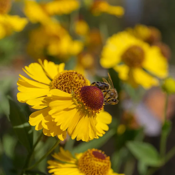 Bee Sneezeweed Flower Close — Stock Photo, Image