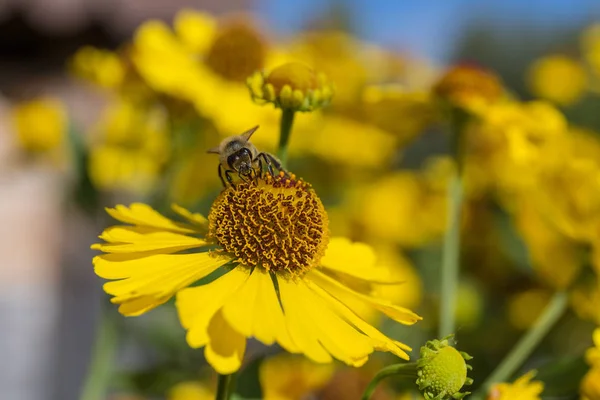 Abelha Uma Flor Erva Daninha Espirro Perto — Fotografia de Stock