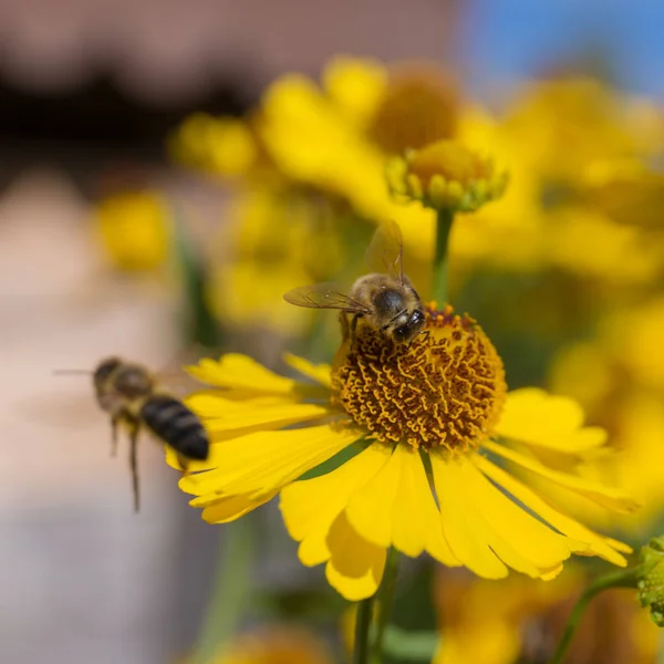 Bee Sneezeweed Flower Close — Stock Photo, Image