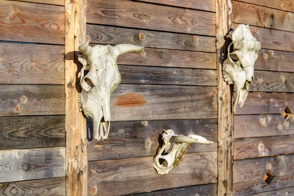 skulls of horned animals on a wooden wall